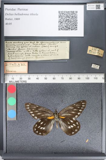 Media type: image;   Entomology 130400